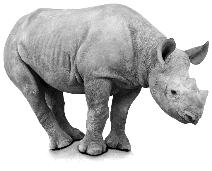 ttwwoo neushoorn